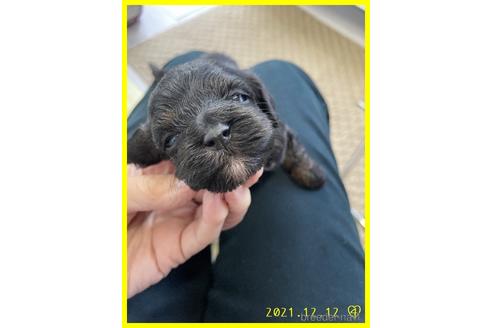 成約済の千葉県のミックス犬-157462の2枚目